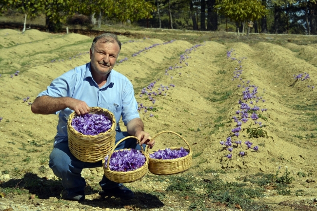 Safranda bu yıl hasat erken başladı